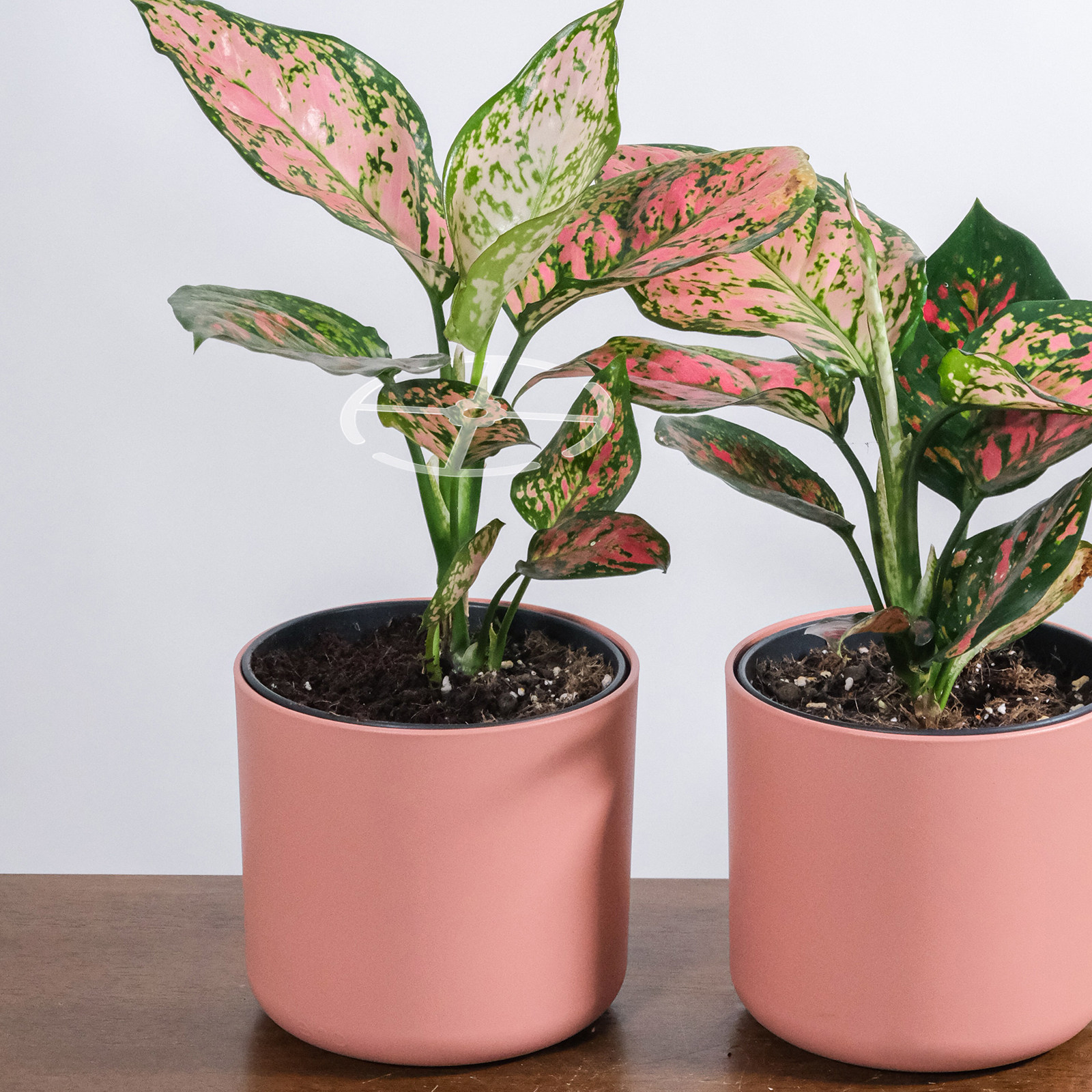 Bonsai Vertical Garden - 4 個のアクリル製茎サポートホルダー屋内植物用盆栽花茎植木鉢垂直クライミングガーデン植物固定ラック