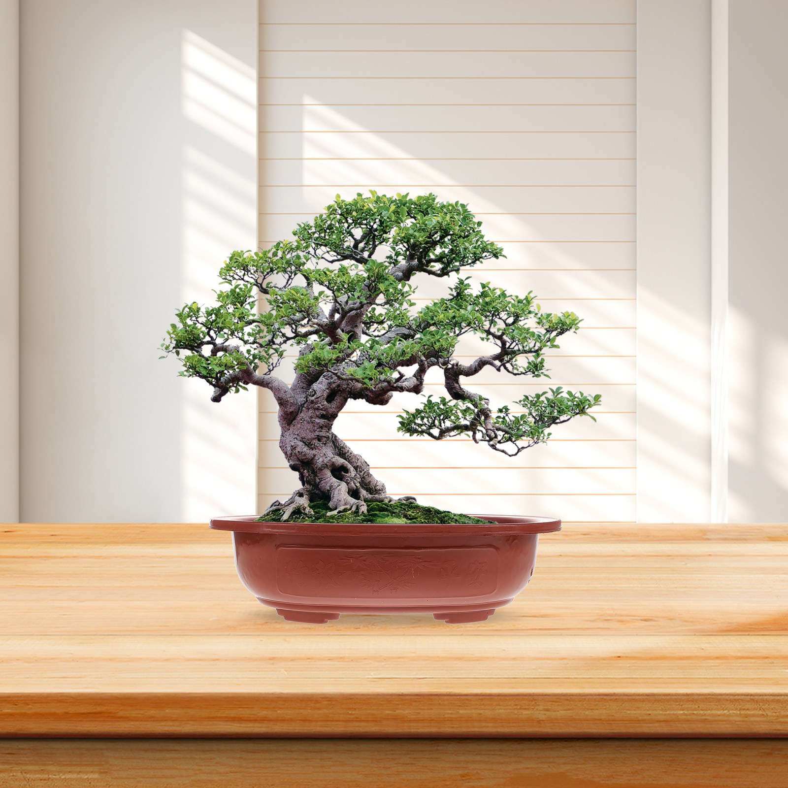 4個入り厚手プラスチック盆栽鉢 室内プランターポット 多肉植 - Bonsai Vertical Garden のレビューと価格