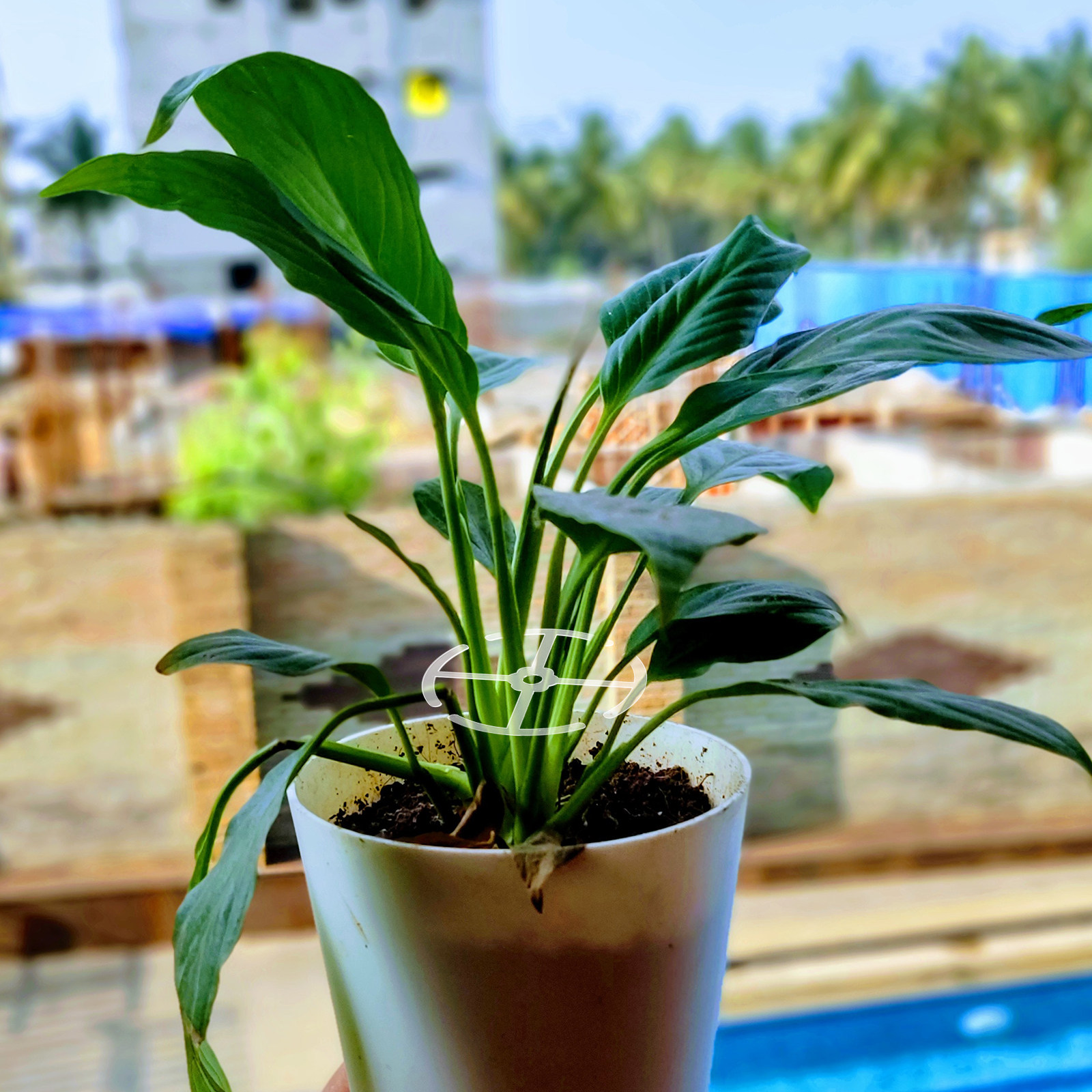 4 個のアクリル製茎サポートホルダー屋内植物用盆栽花茎植木鉢 - Bonsai Vertical Garden のレビューと価格