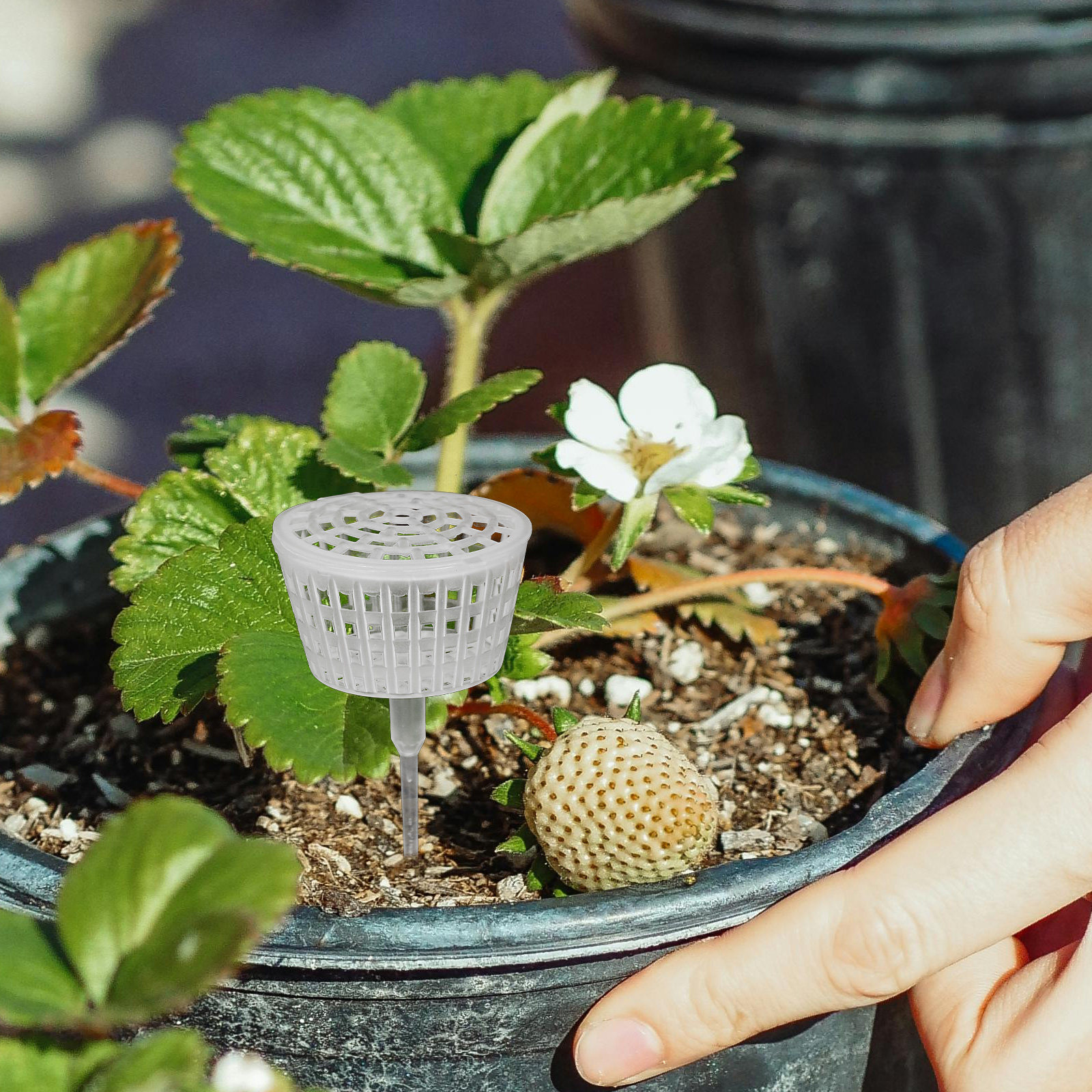 10 個肥料ボックスプラスチック蓋耐久性のあるバスケット園芸 - Bonsai Garden Usa のレビューと価格