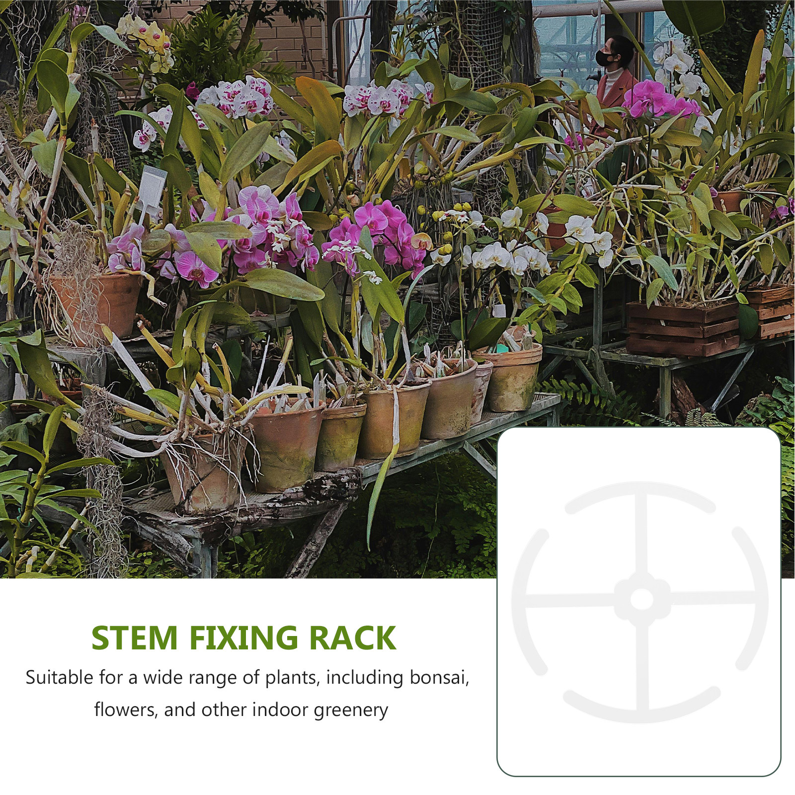 4 個のアクリル製植物の茎サポート、屋内植物用、盆栽、花の茎 - Bonsai Vertical Garden のレビューと価格